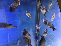 WILD Tropheus kasanga red rainbow SOLD