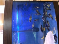 WILD Tropheus kasanga red rainbow SOLD