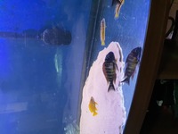WILD Tropheus kasanga red rainbow SOLD