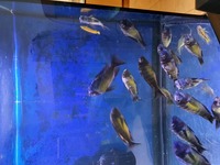 WILD Tropheus kasanga red rainbow SOLD
