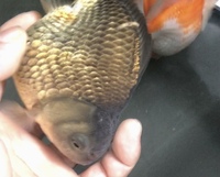 2 Large Ryukin High Grade Fancy Goldfish