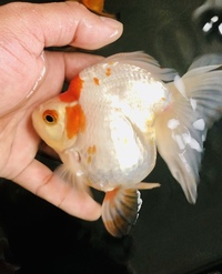 2 Large Ryukin High Grade Fancy Goldfish