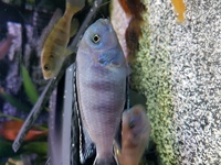 Free local delivery Stunning adult male pseudotropheus Saulosi bargain £5 free