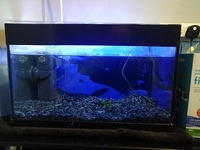 Cold water fish tank