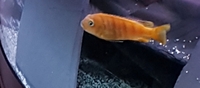 Free local delivery of Stunning large F1 adult pair metraclima kirondo malawi
