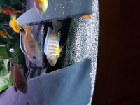 Free local delivery of Stunning large F1 adult pair metraclima kirondo malawi