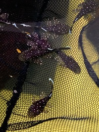 Starlight bristlenose plecos £25 each. 1 inch. Westcliff Essex