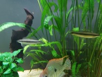 4 large Flying Fox and 2 large jojo loaches only £20