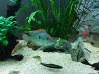 4 large Flying Fox and 2 large jojo loaches only £20