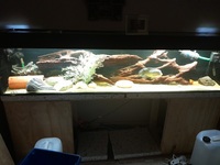 Custom 7.5ft aquarium (2 years old) full set up