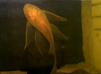 Albino Longfin Pleco, Catfish, Suckerfish