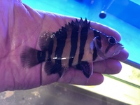 Datnoides Tigerfish