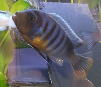 Free local delivery of Stunning large F1 adult pair metraclima kirondo malawi
