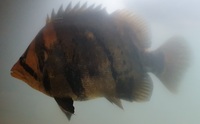 Large Datnoid