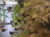 Young angelfish for sale