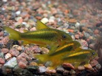 DISCUS FISH SALES.,,@ CHESHIRE OAKS DISCUS.,DOMESTIC & WILDS. also , RAYs,