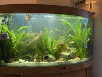 Trigon 350 Corner Aquarium- Full Tropical Setup