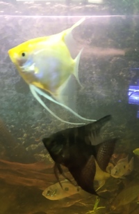 NOW SOLD-3 x 3 inch Angelfish(2 black,1gold)-£10 each or 3 for Ono £25 or make me an offer---in Leeds