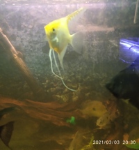 NOW SOLD-3 x 3 inch Angelfish(2 black,1gold)-£10 each or 3 for Ono £25 or make me an offer---in Leeds