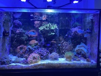 Complete marine setup inc rare fish and premium corals £3,500