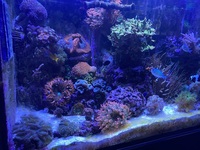 Complete marine setup inc rare fish and premium corals £3,500