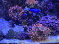 Complete marine setup inc rare fish and premium corals £3,500