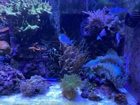 Complete marine setup inc rare fish and premium corals £3,500