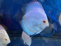 Chen’s and stendker discus for sale