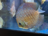 Chen’s and stendker discus for sale