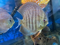 Chen’s and stendker discus for sale