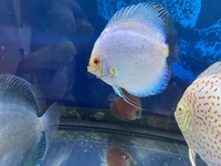 Chen’s and stendker discus for sale