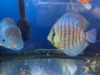 Chen’s and stendker discus for sale