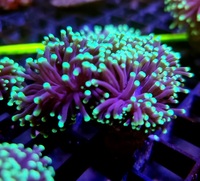 Marine corals Coral Box NTW