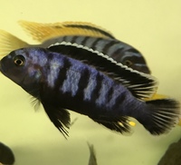 Aulonocara peacocks f1