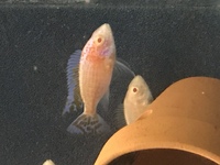Aulonocara peacocks f1