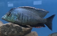 Aulonocara peacocks f1