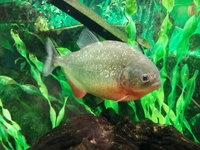Red Bellied Piranha for rehoming.