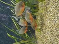 7 x Red belly Piranhas