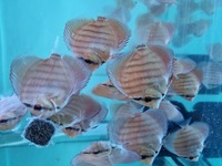 3 Inch Royal Red Turquoise Discus Fish