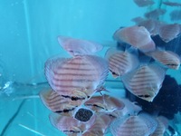 3 Inch Royal Red Turquoise Discus Fish