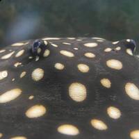 Reduced: FEMALE BD X BD HENLEI STINGRAY - 14inches