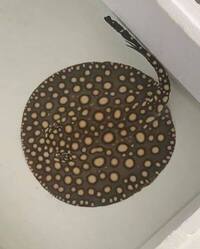 Reduced: FEMALE BD X BD HENLEI STINGRAY - 14inches