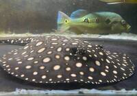 Reduced: FEMALE BD X BD HENLEI STINGRAY - 14inches
