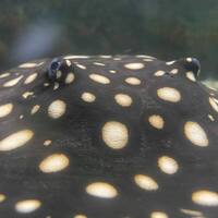 Reduced: FEMALE BD X BD HENLEI STINGRAY - 14inches