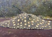 Reduced: FEMALE BD X BD HENLEI STINGRAY - 14inches