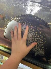 Reduced: FEMALE BD X BD HENLEI STINGRAY - 14inches