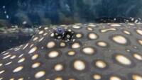 Reduced: FEMALE BD X BD HENLEI STINGRAY - 14inches