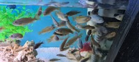 malawi cichlids