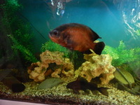 ABSOLUTE BARGAIN/£300 THE LOT INCLUDING THE FISH MAD PRICE/ NEW PICTURES ADDED/FULL SET UP WITH FISH/ BARGAIN/LARGE BESPOKE AQUARIUM IN WHITE,4FT 6 inches LONG X 2FT HIGH X 20 inches DEPTH.