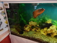 ABSOLUTE BARGAIN/£300 THE LOT INCLUDING THE FISH MAD PRICE/ NEW PICTURES ADDED/FULL SET UP WITH FISH/ BARGAIN/LARGE BESPOKE AQUARIUM IN WHITE,4FT 6 inches LONG X 2FT HIGH X 20 inches DEPTH.